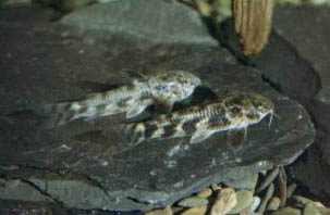 Corydoras sp. C35